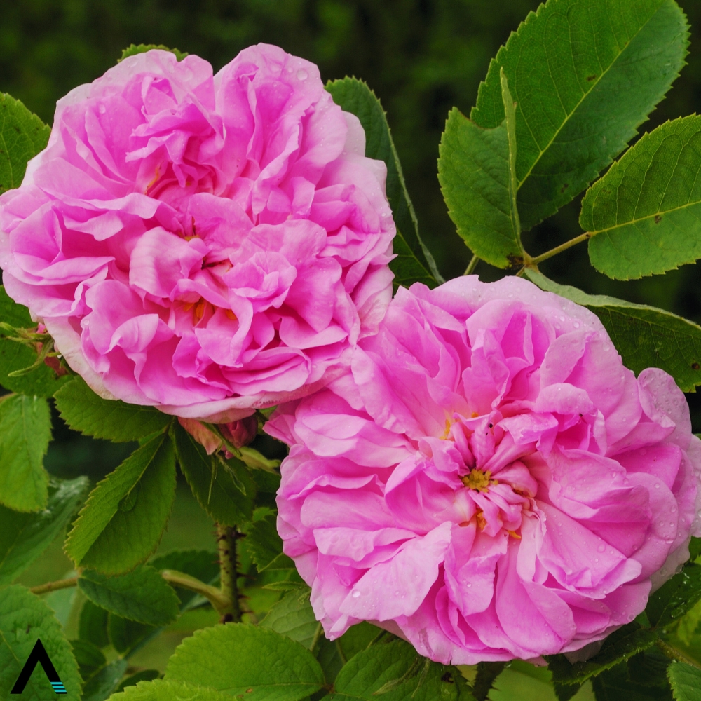 rosa